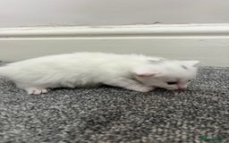 Mixed Breed cats for sale: Gorgeous kittens for sale - Image 13