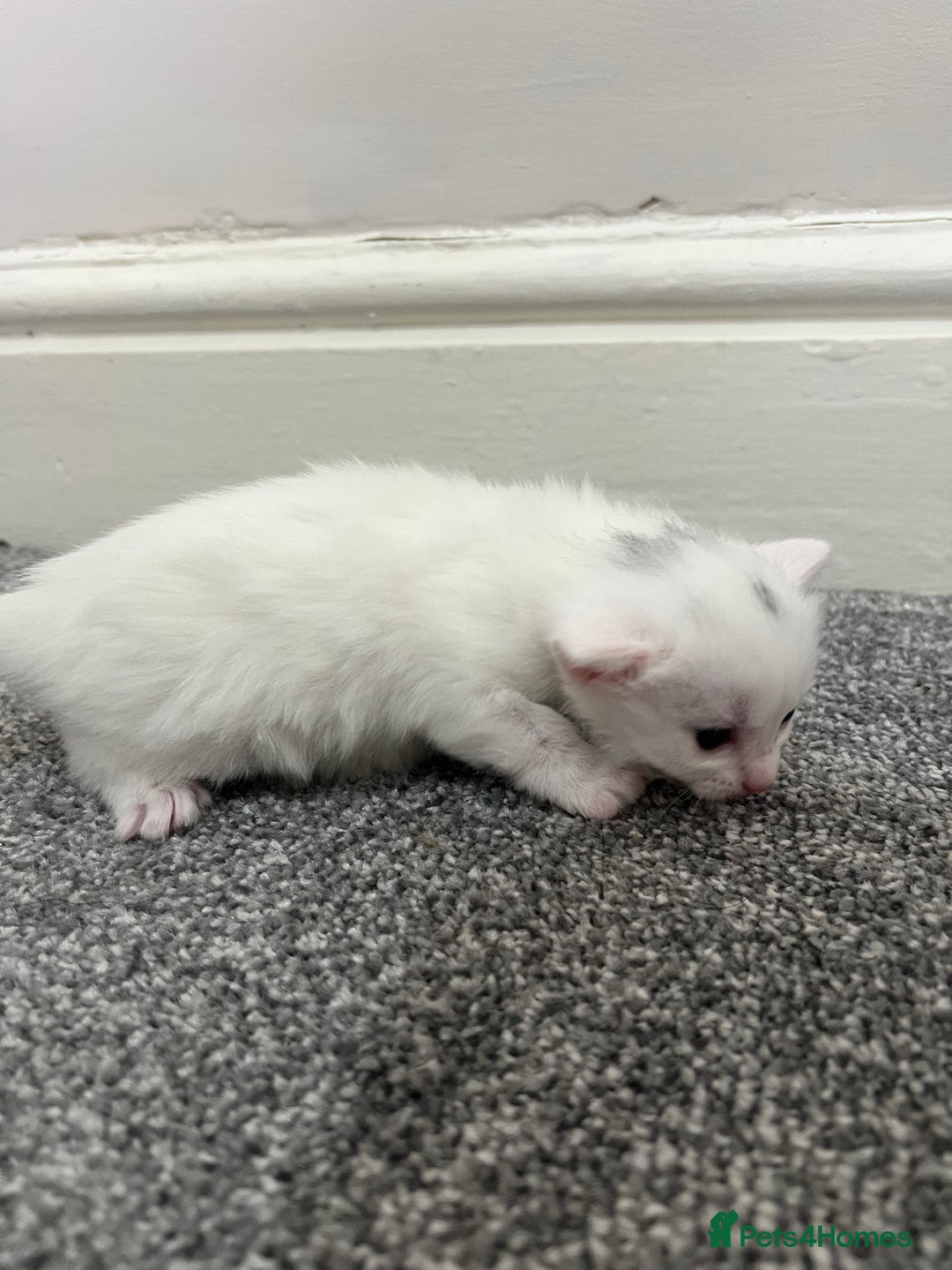Mixed Breed cats for sale: Gorgeous kittens for sale - Image 13