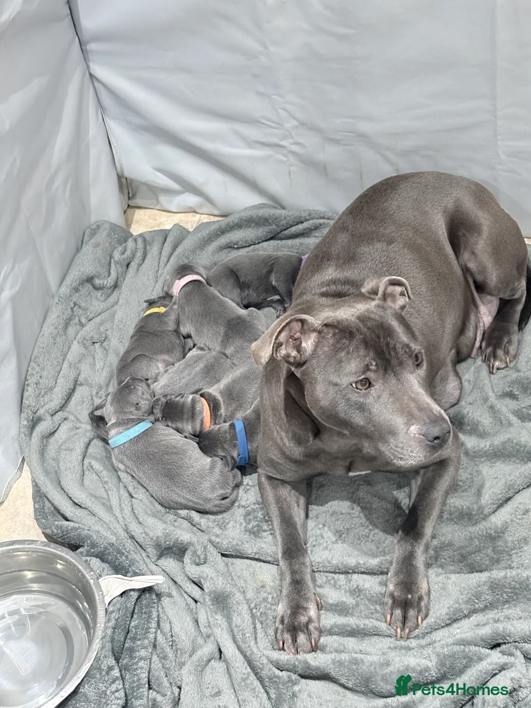 Staffordshire Bull Terrier dogs for sale: KC blue Staffordshire bull terriers  in Royston - Advert 1