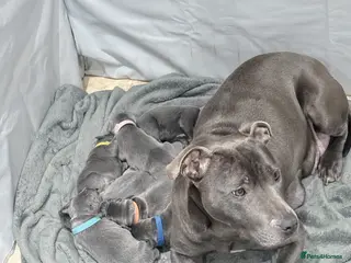 Staffordshire Bull Terrier dogs KC blue Staffordshire bull terriers in Royston - Advert 3