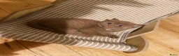 British Shorthair cats for sale: 🐾 Beautiful Cinnamon British Shorthair Kittens 🐾 - Advert 9