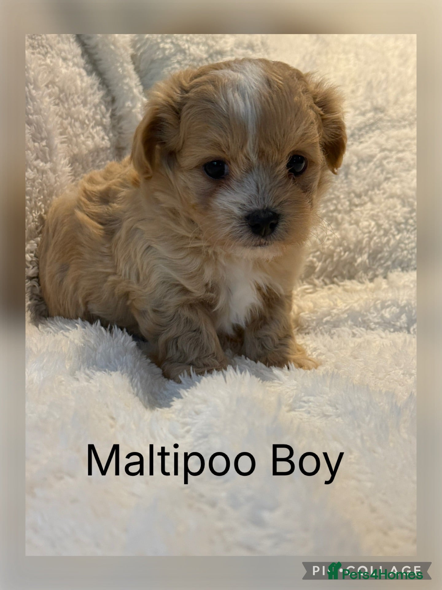 Maltipoo dogs Stunning Maltipoo’s - Advert 2