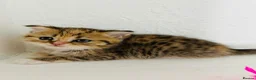 Scottish Fold cats for sale: 🥰Purebred Scottish folds looking for parents🐾 - Advert 7