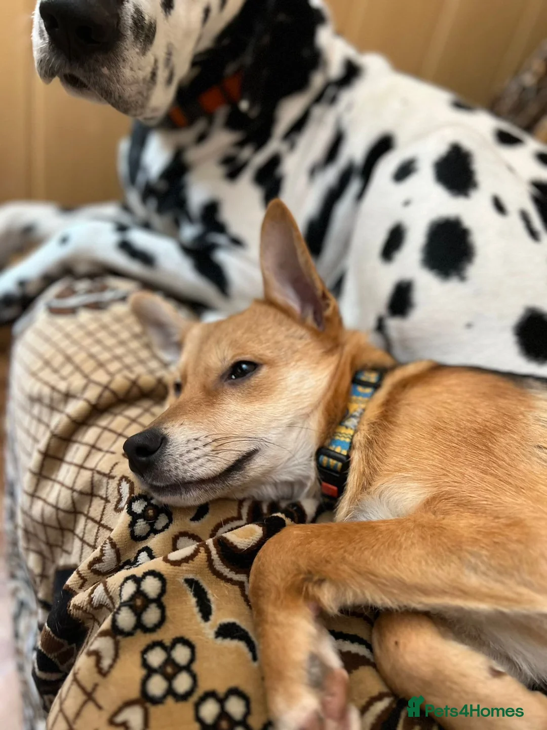 Mixed Breed dogs for adoption: 💙🐶 TUTTY 🐶💙 - Advert 7