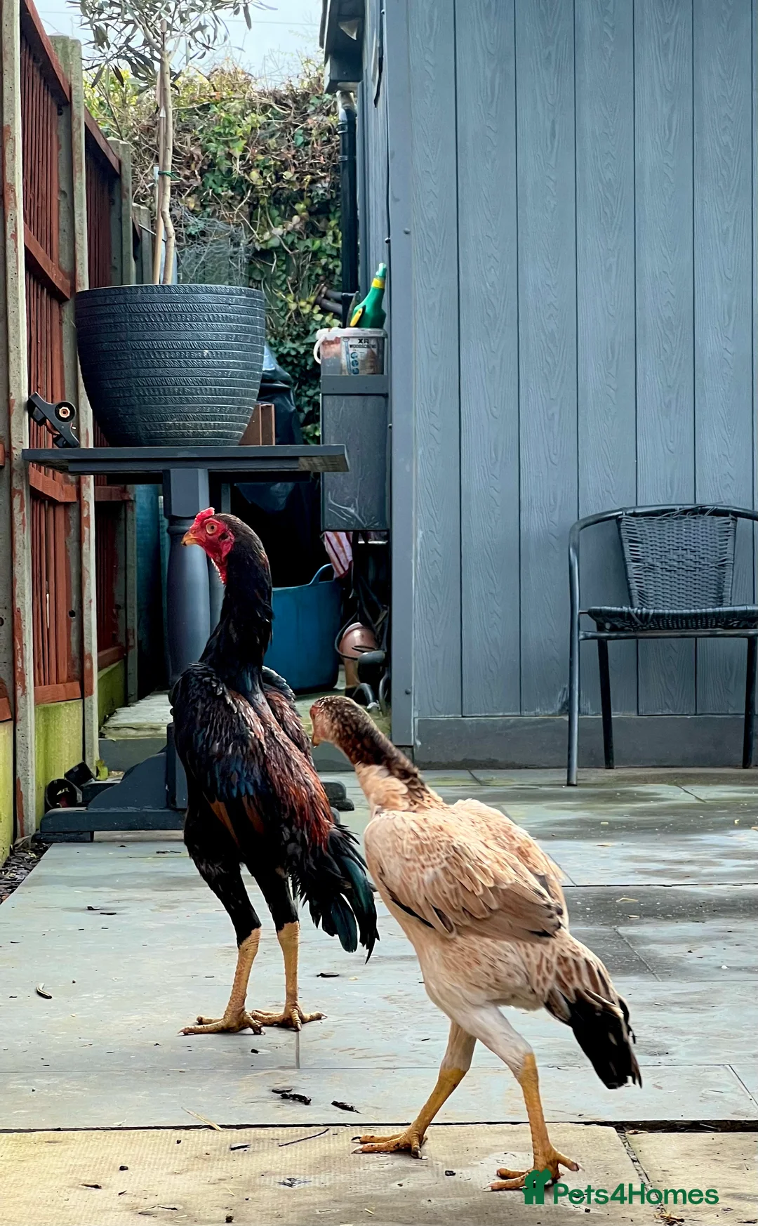 Chickens poultry for sale: Large Shamo Pair 3 months old (Aseel)  - Advert 2