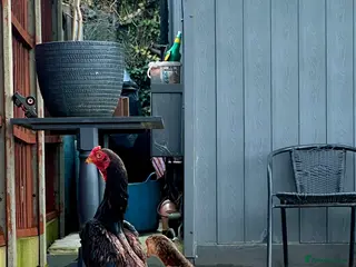 Chickens poultry Large Shamo Pair 3 months old (Aseel) - Advert 4