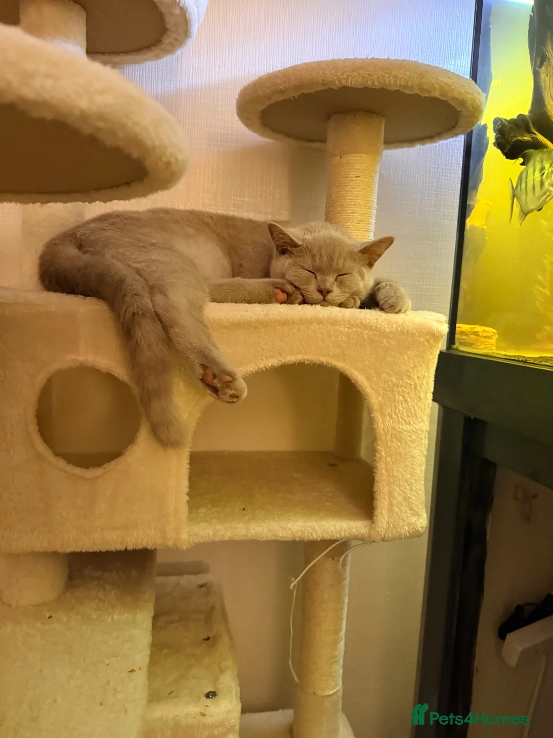 British Shorthair cats for sale: Make lilac British short hair  - Advert 15