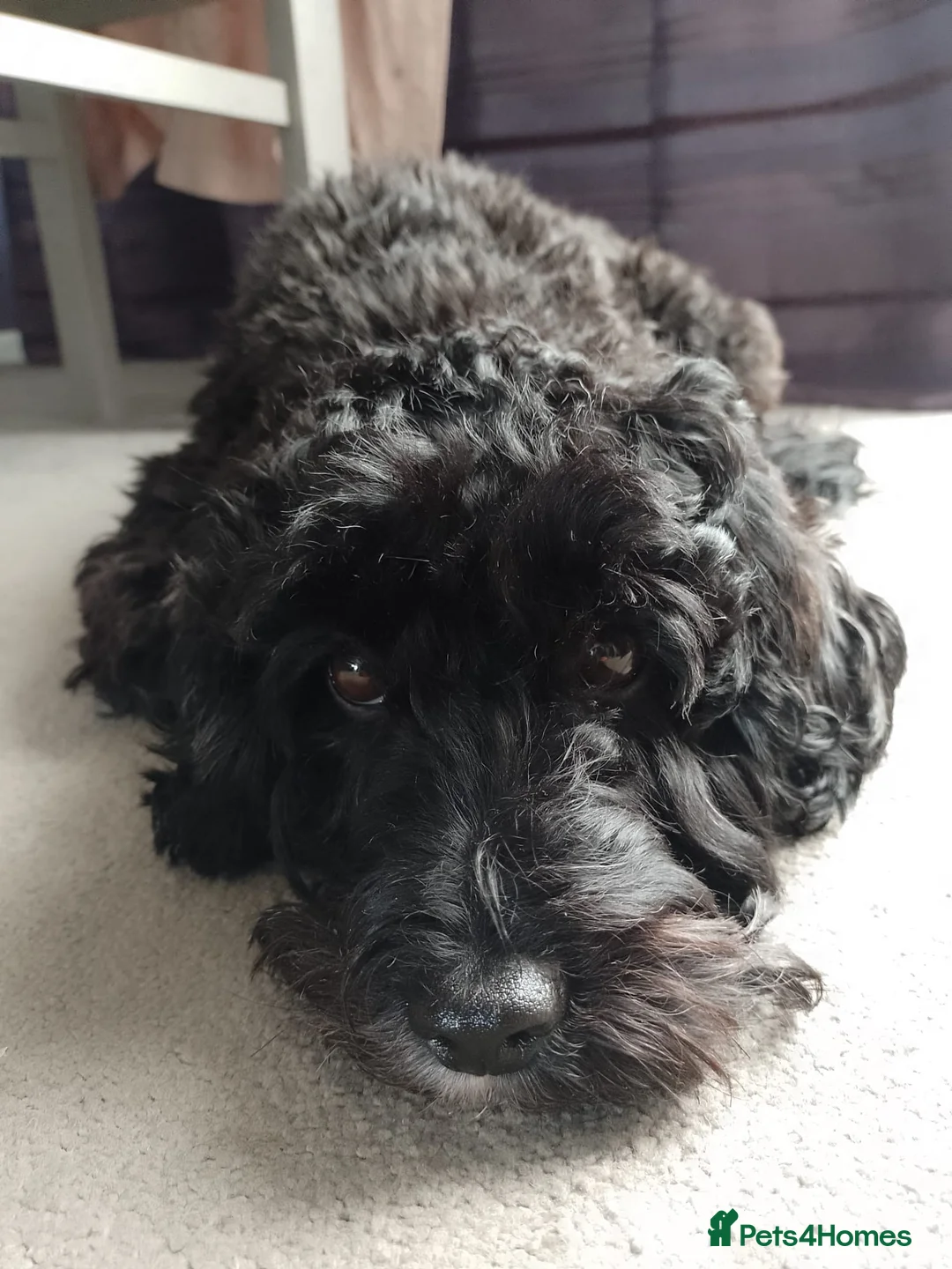 Cavapoo dogs for sale: 6 yr old Cavapoo boy - Advert 4