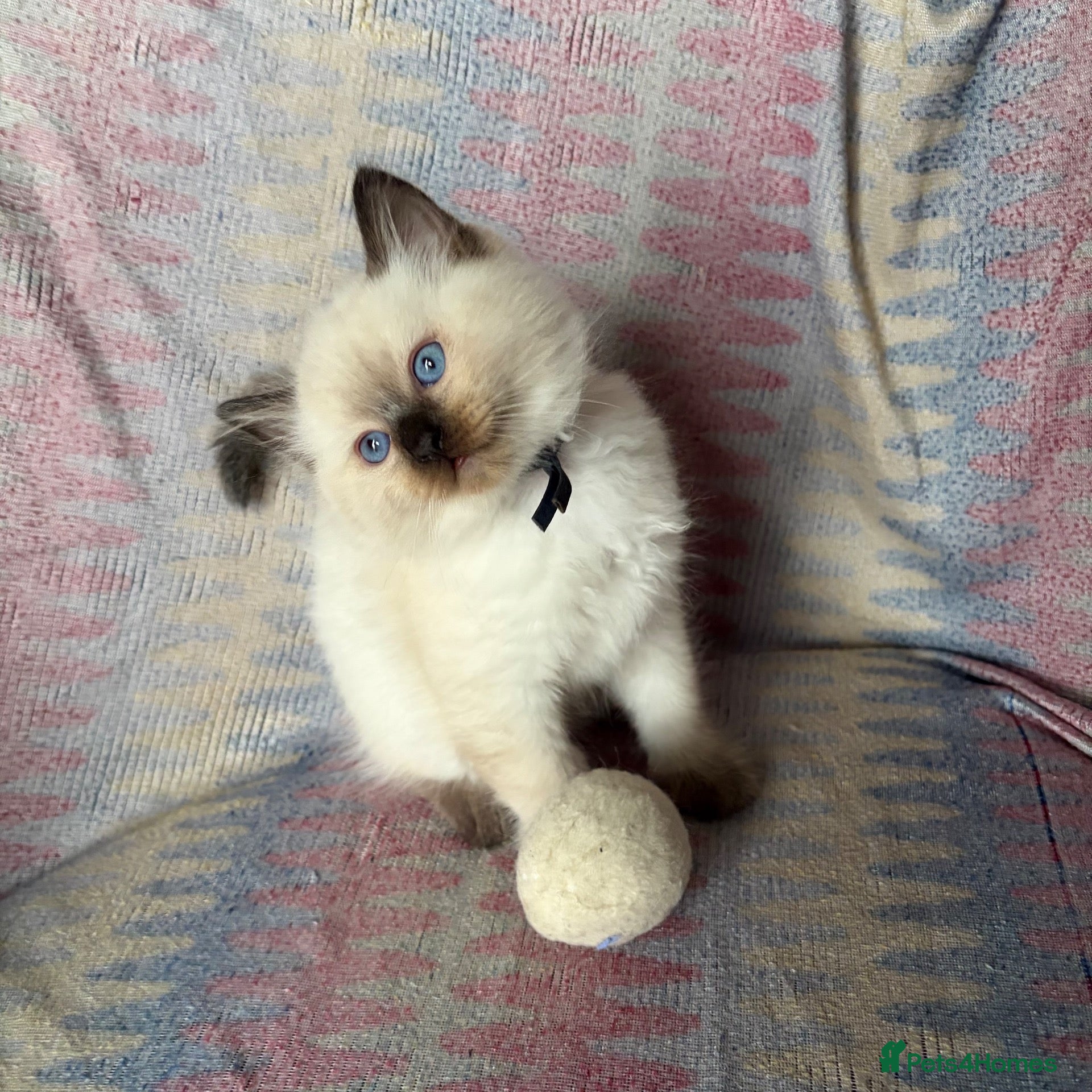 Ragdoll cats Ragdoll kittens looking for their forever home 💗 - Advert 2