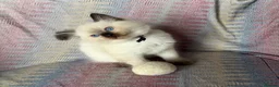 Ragdoll cats for sale: Ragdoll kittens looking for their forever home 💗 - Advert 7