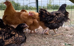 Chickens poultry for sale: 🐣 Beautiful Orpington Chicks & Cockerels for Sale - Image 9