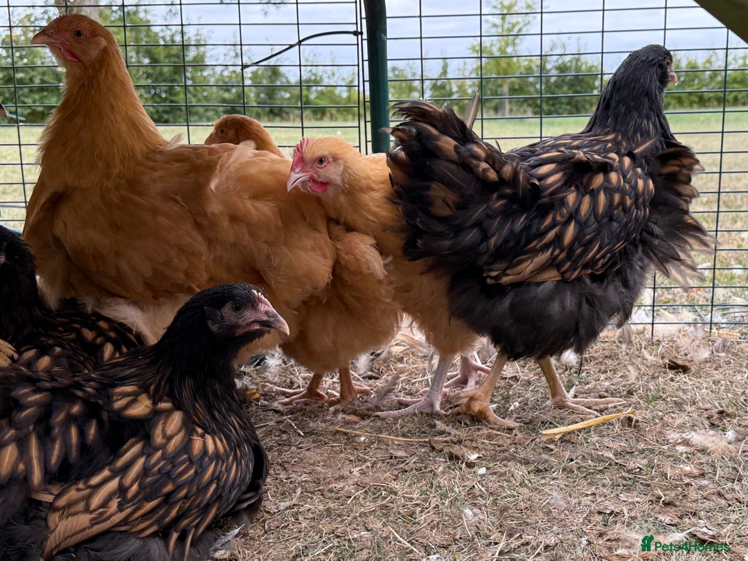 Chickens poultry for sale: 🐣 Beautiful Orpington Chicks & Cockerels for Sale - Image 9