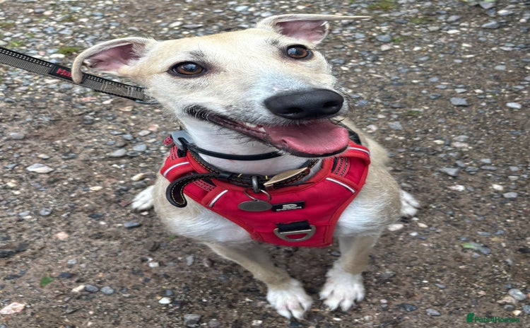 Lurcher dogs - Advert 6