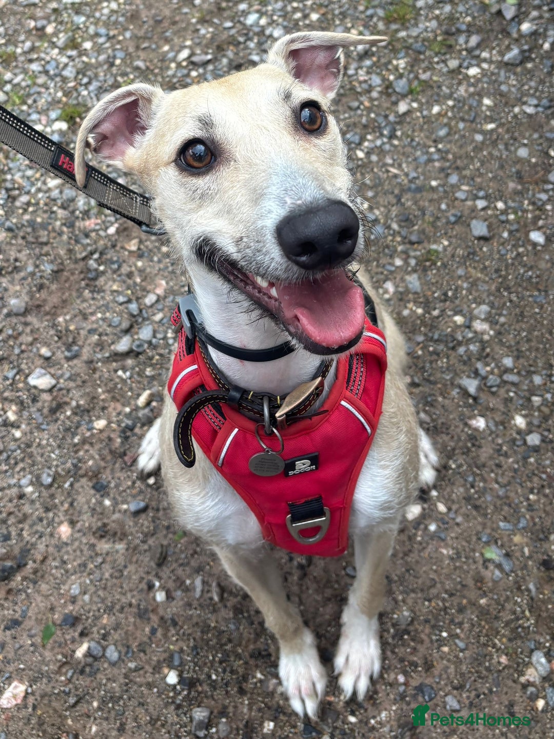 Lurcher dogs for adoption: FOR ADOPTION - DOBBY - SOUTHAMPTON  - Image 1