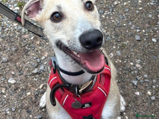 Lurcher dogs - Advert 1