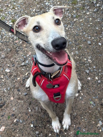Lurcher dogs - Advert 1