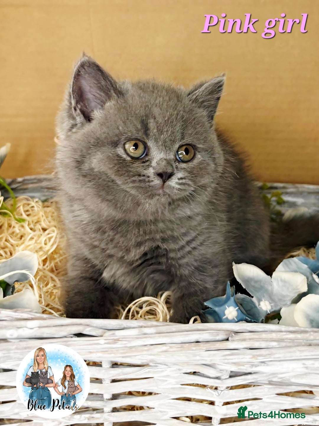 British Shorthair cats for sale: 4 beautiful British short hairs available  - Advert 29