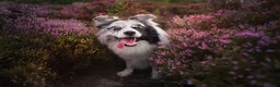 Border Collie dogs for stud: Show line blue merle border collie for stud - Advert 3