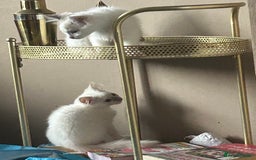 Ragdoll cats for sale: 1 Male kitten  - Image 11
