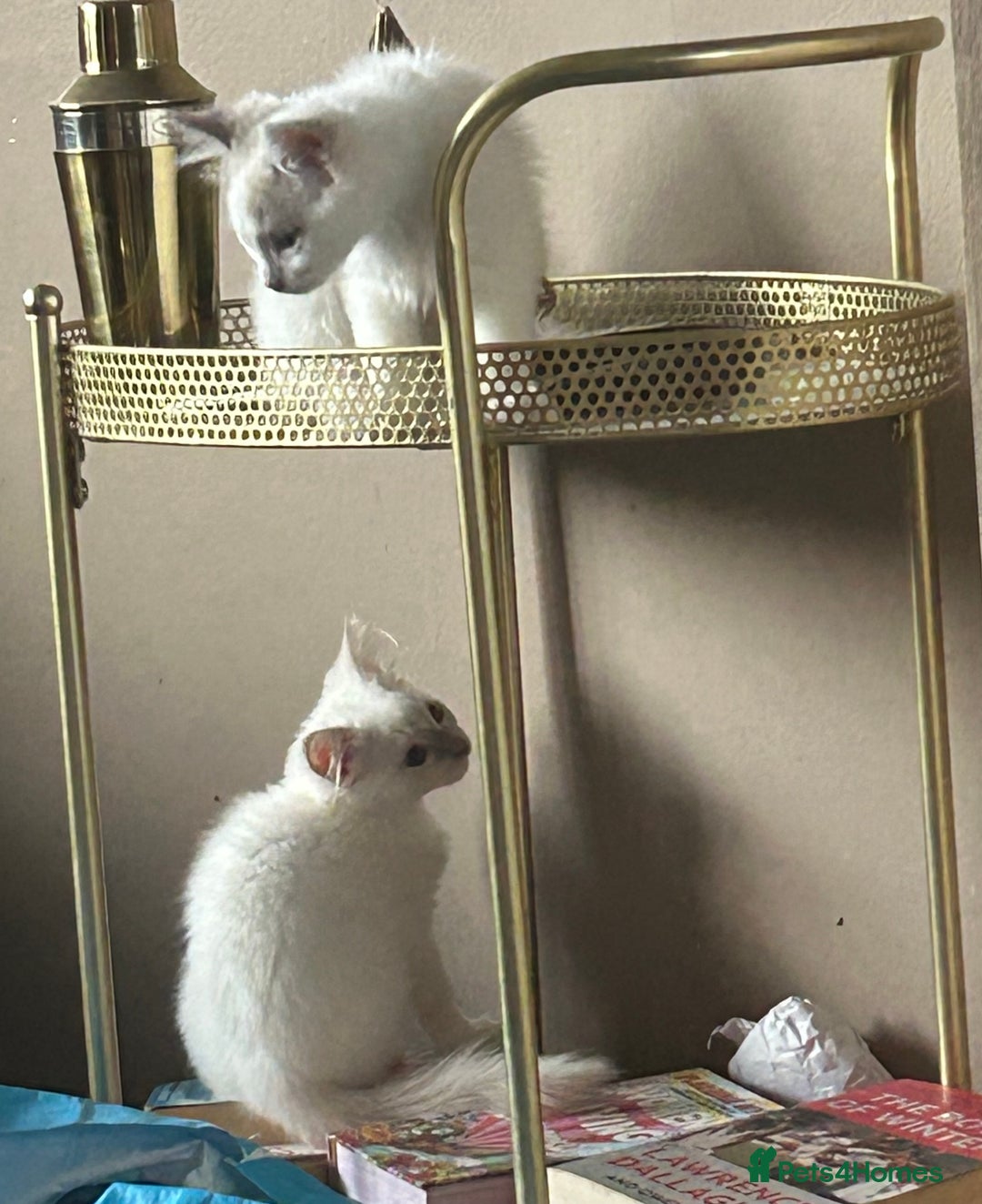Ragdoll cats for sale: 1 Male kitten  - Image 11