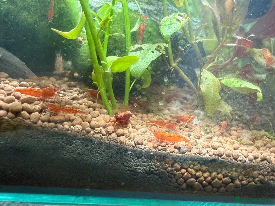 Shrimps fish for sale: Cherry shrimp juveniles  - Advert 1