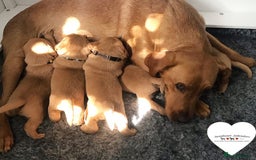 Labrador Retriever dogs for sale: Sweet❤️heart Labrador pups arriving soon! - Image 2
