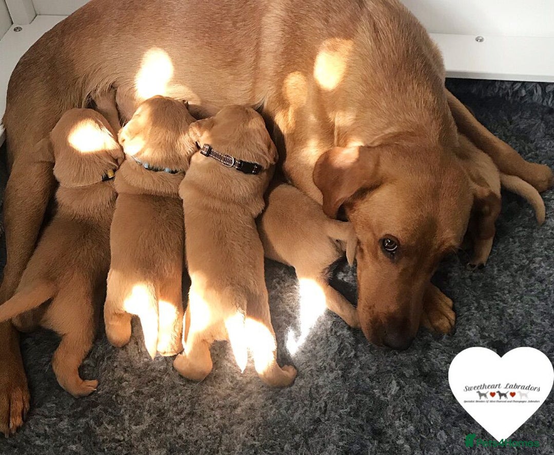 Labrador Retriever dogs for sale: Sweet❤️heart Labrador pups arriving soon! - Image 2