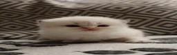 British Longhair cats for sale: British Longhair BSH - Advert 3