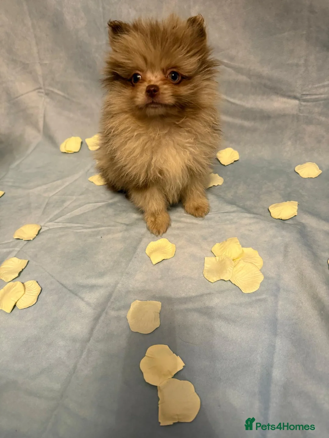 Pomeranian dogs for sale: Pomeranian puppies - Advert 5