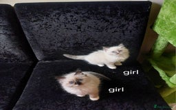 Ragdoll cats for sale: Beautiful and adorable rag dolls. 🐱🐱🐱🐱 - Image 8