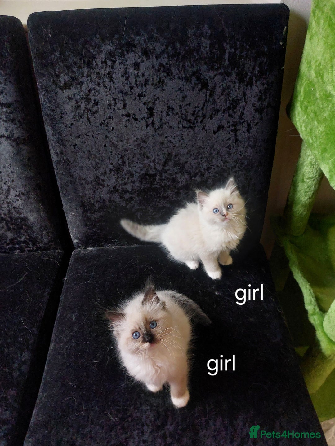 Ragdoll cats for sale: Beautiful and adorable rag dolls. 🐱🐱🐱🐱 - Image 8