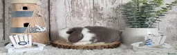 Mini Lop rabbits for sale: Purebred Mini Lop - Ready Now - Advert 3