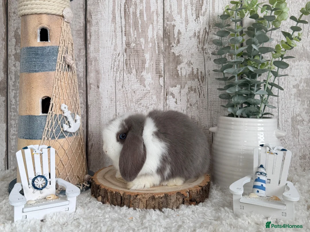 Mini Lop rabbits for sale: Purebred Mini Lop - Ready Now - Advert 3