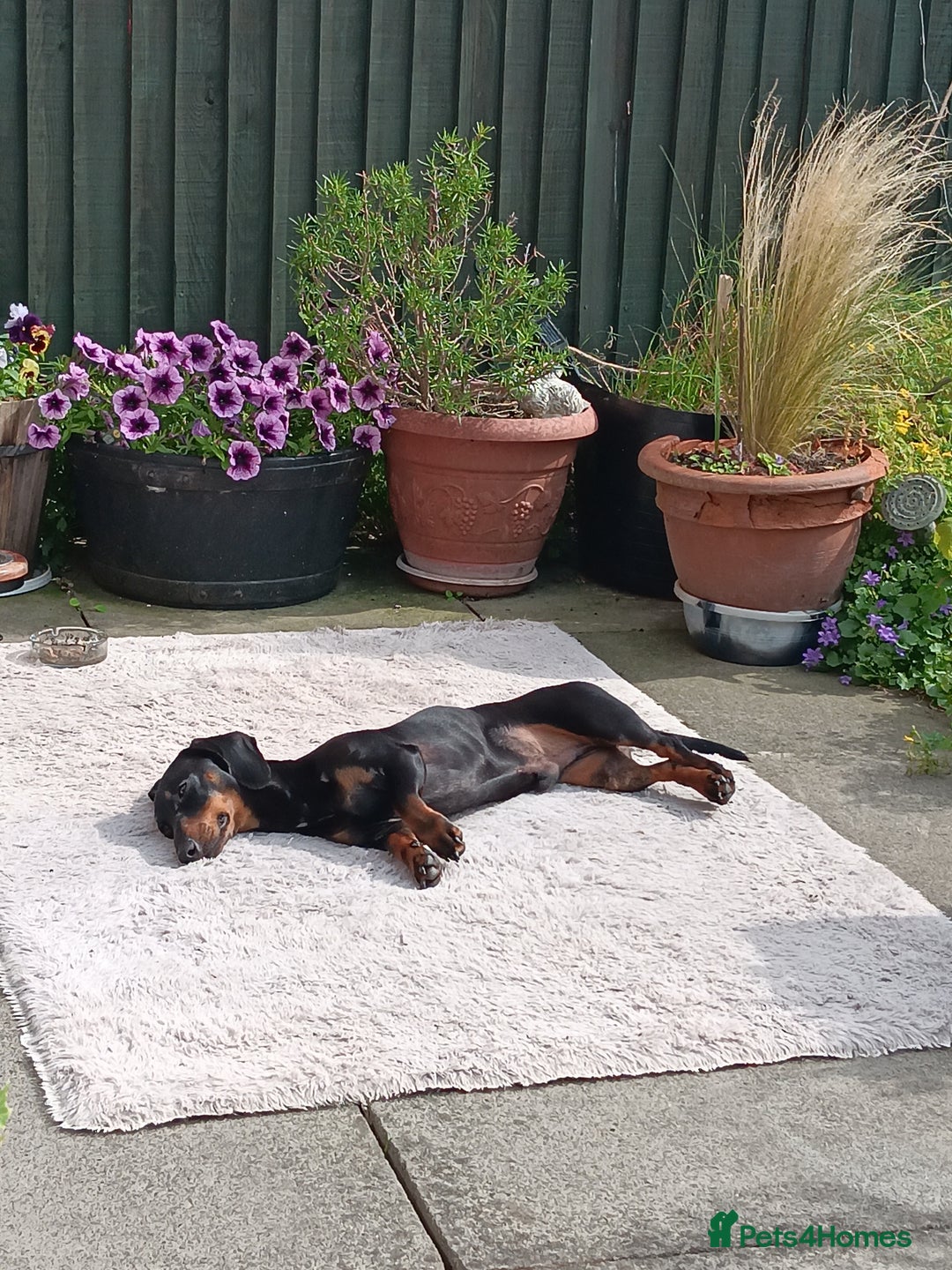 Dachshund dogs for sale: 1 year old Male Dauchund for Sale - Image 6