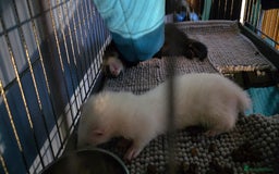Ferret rodents for sale: 2x male ferrets. With cage. - Image 4