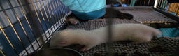 Ferret rodents for sale: 2x male ferrets. With cages. PLEASE READ! - Advert 4