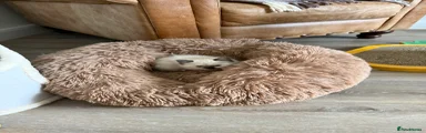 Ragdoll Kitten 3