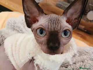 Sphynx cats Silver little babies sphynx - Advert 9