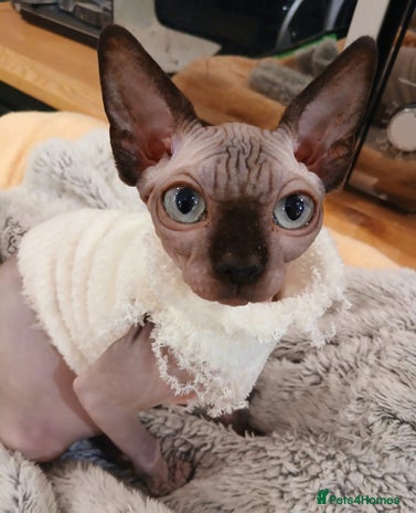 Sphynx cats - Advert 8