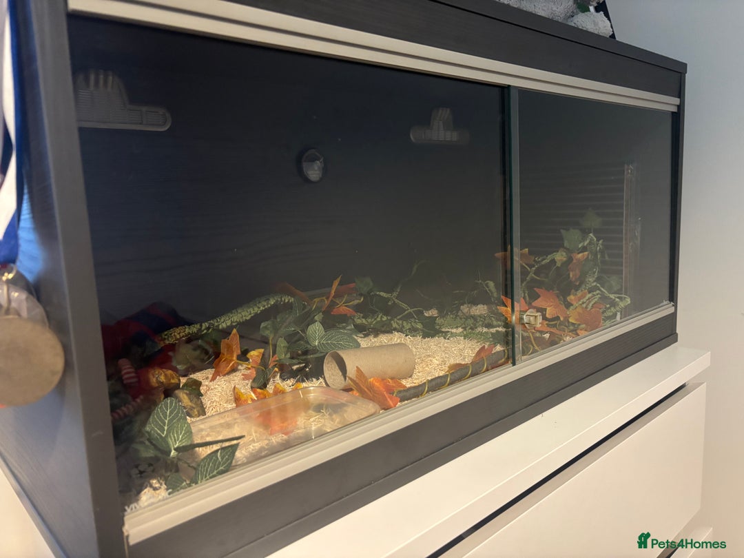 Corn Snake reptiles for sale: Charcoal Corn Snake morph and 3ft viv set up - Advert 5