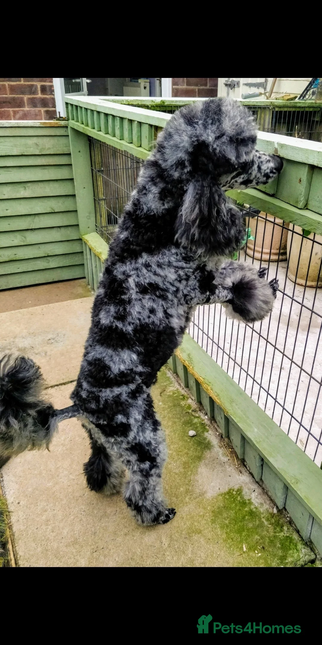 Miniature Poodle dogs for stud:  Blue/ Silver Merle carries chocolate Stud in Newcastle - Advert 3