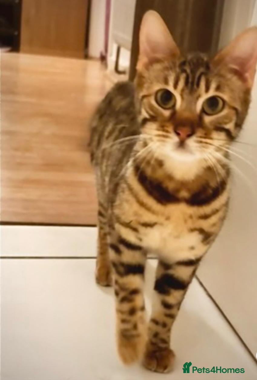 Bengal cats Bengal Twins Urgent rehome - Advert 1