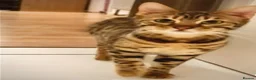 Bengal cats for sale: Bengal Twins Urgent rehome - Advert 1