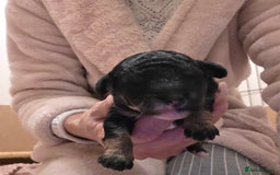 Toy Poodle dogs for sale: KC REG 2 STUNNING TOY POODLES 🐩  - Image 10