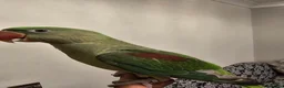 Parakeets birds for sale: Alexandrine parakeet in Derby - Advert 3