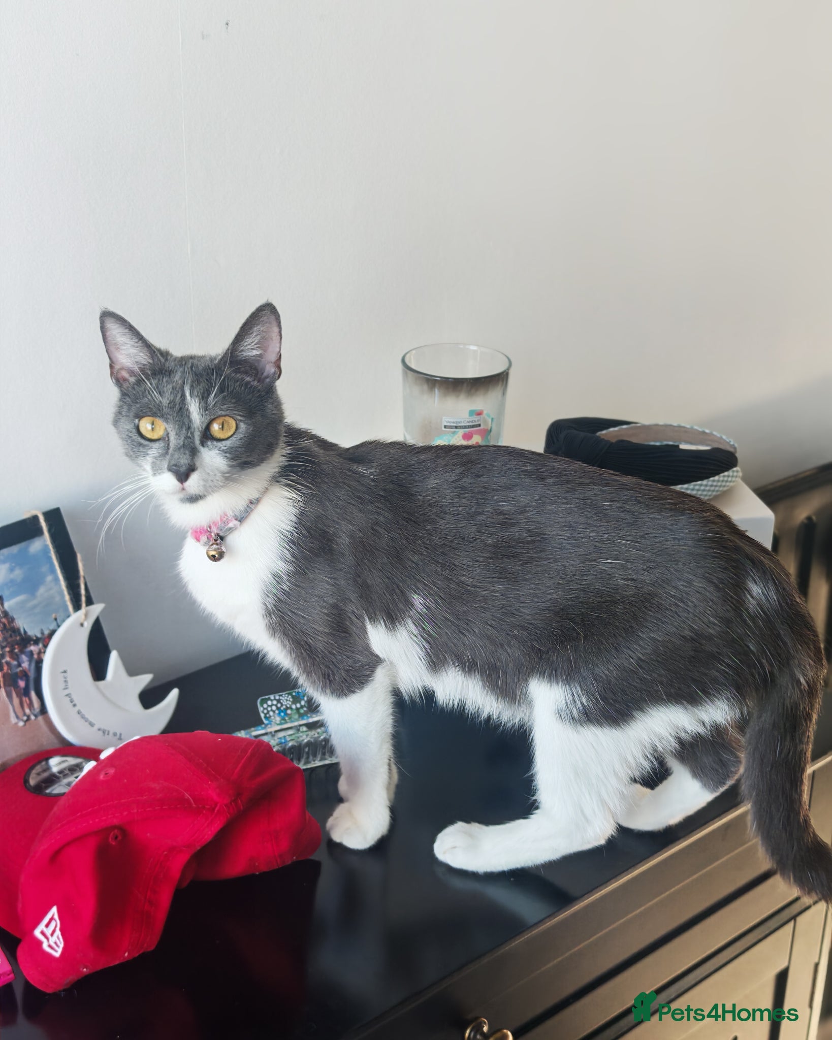 Mixed Breed cats Beautiful Kittens Ready for Their Forever Homes 🐾 - Advert 2