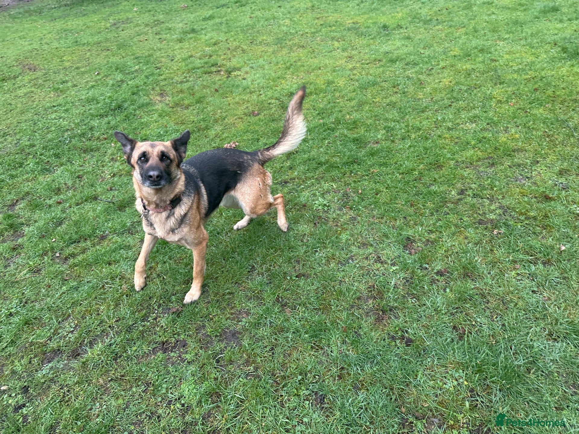 Mixed Breed dogs for sale: German Shepherd bitch family protector - Advert 1