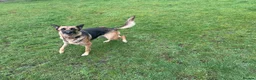Mixed Breed dogs for sale: German Shepherd bitch family protector - Advert 1