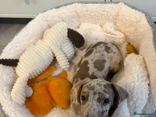 Dachshund dogs Dachshund Puppie - Advert 1
