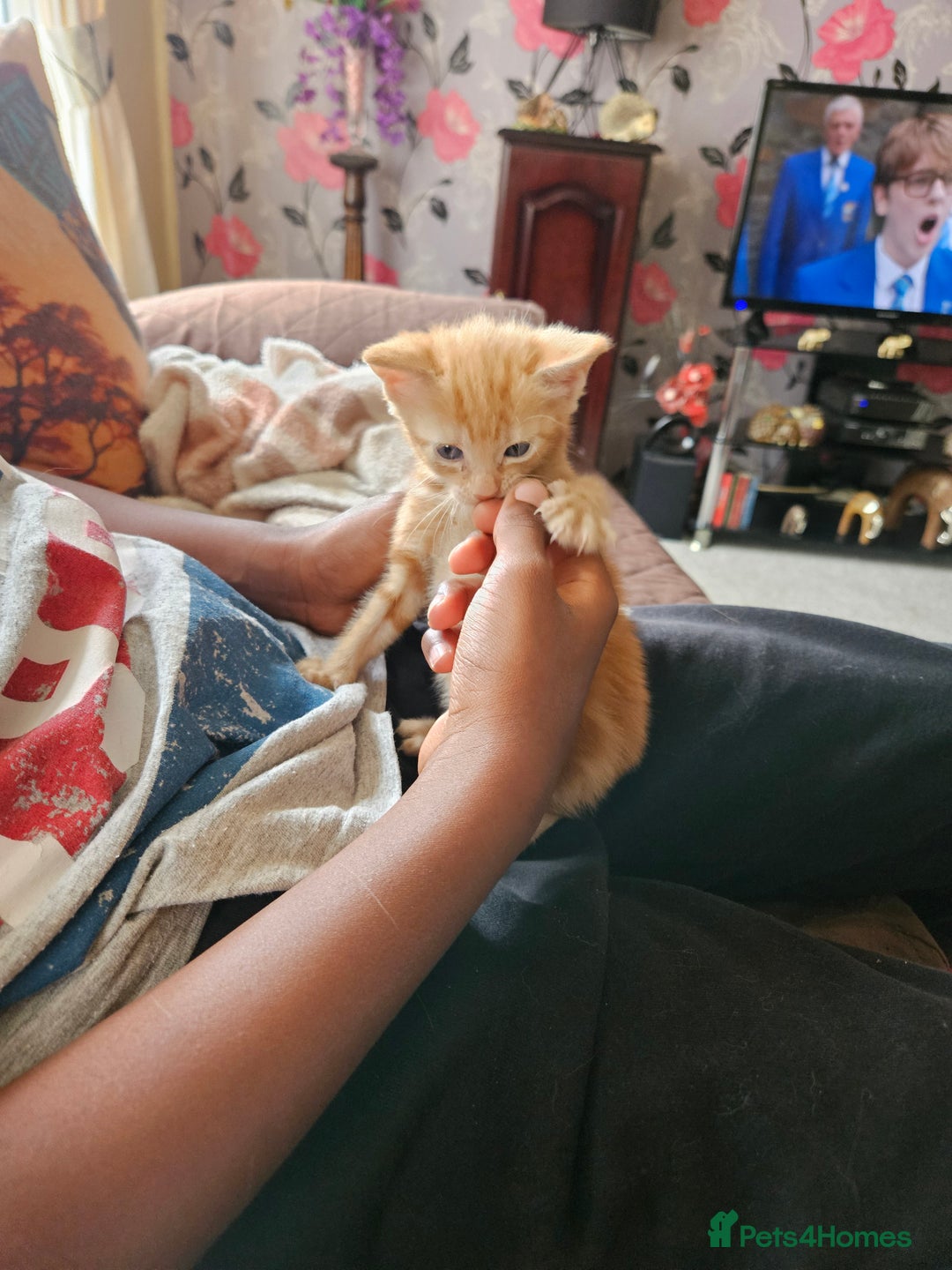 Mixed Breed cats for sale: Kittens for sale - Image 7